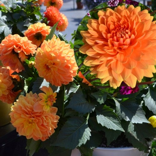 Dahlia hortensis 'Lubega® XL Orange' - Aeddaalia 'Lubega® XL Orange' P9/0,55L  